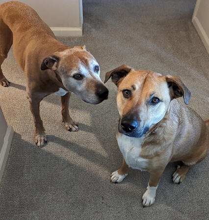 Two dogs waiting for a treat